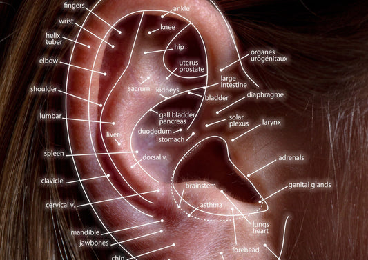 Auriculotherapy ear map